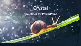  Presentation with snail - Slide set with snail with water particles bokeh background and a  colored foreground