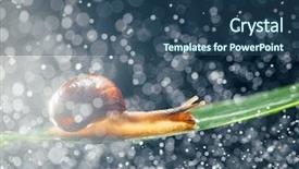  Presentation with water sources inspection - Audience pleasing slide set consisting of snail with water particles bokeh backdrop and a  colored foreground