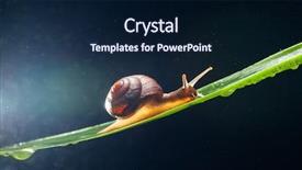  Presentation with water microbe - Beautiful PPT theme featuring snail with water particles bokeh backdrop and a  colored foreground