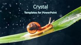  Presentation with water mapping - Cool new slide set with snail with water particles bokeh backdrop and a  colored foreground