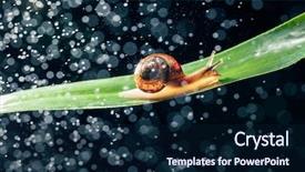  Presentation with solar water pump - Amazing presentation design having snail with water particles bokeh backdrop and a  colored foreground