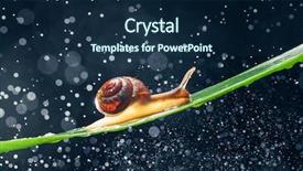  Presentation with snail - Audience pleasing presentation design consisting of snail with water particles bokeh backdrop and a  colored foreground
