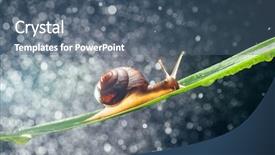  Presentation with snail - Presentation theme featuring snail with water particles bokeh background and a  colored foreground