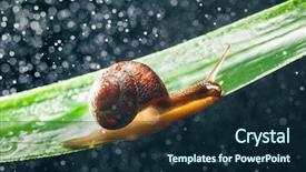  Presentation with ganga water pollution - Presentation consisting of snail with water particles bokeh background and a  colored foreground