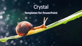  Presentation with snail - Amazing presentation having snail with water particles bokeh backdrop and a  colored foreground