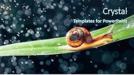  Presentation with water sources inspection - Presentation with snail with water particles bokeh background and a  colored foreground