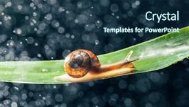  Presentation with snail - Colorful presentation theme enhanced with snail with water particles bokeh backdrop and a  colored foreground