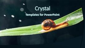  Presentation with particles bonded - Slides with snail with water particles bokeh background and a  colored foreground