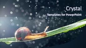  Presentation with water leaf - Slides featuring snail with water particles bokeh background and a navy blue colored foreground