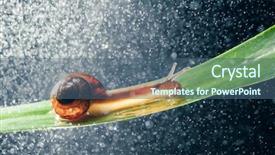  Presentation with water purifier - Theme consisting of snail with water particles bokeh background and a  colored foreground