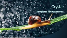  Presentation with water leaf - Cool new slides with snail with water particles bokeh backdrop and a navy blue colored foreground