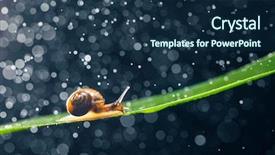  Presentation with water sanitation hygiene - Beautiful theme featuring snail with water particles bokeh backdrop and a  colored foreground