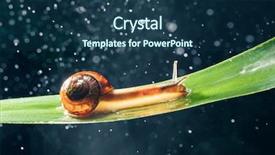  Presentation with water animal to land animal - Colorful slides enhanced with snail with water particles bokeh backdrop and a  colored foreground