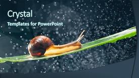  Presentation with water birt - PPT theme enhanced with snail with water particles bokeh background and a ocean colored foreground