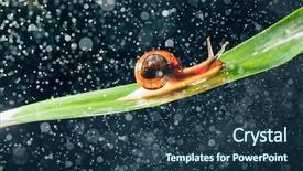  Presentation with snail - Slide deck featuring snail with water particles bokeh background and a  colored foreground
