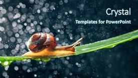  Presentation with forestry water - PPT layouts with snail with water particles bokeh background and a  colored foreground
