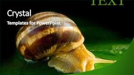  Presentation with snail - Audience pleasing slides consisting of snail backdrop and a black colored foreground