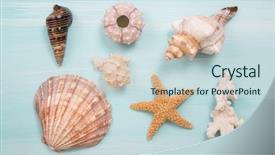  Presentation with turquoise blue and deep blue - Amazing PPT theme having snails beach - arrangement of different shells backdrop and a sky blue colored foreground