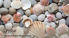  Presentation with sea shells - Cool new slide set with snails beach - beautiful background of sea shells backdrop and a coral colored foreground