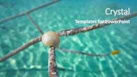  Presentation with lagoon - Slides enhanced with snails beach - laguna de bacalar lagoon snail background and a  colored foreground