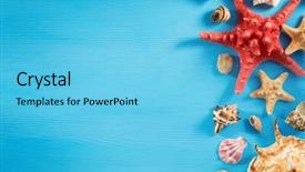  Presentation with seashell - Slides consisting of snails beach - seashell on wooden background texture background and a light blue colored foreground