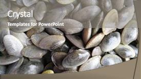  Presentation with condolence white wax candle - Beautiful slide deck featuring snails beach - white snail mussel backdrop and a  colored foreground