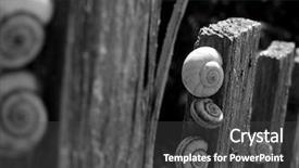  Presentation with black and white old phone - Amazing slides having ecology slide - snails on old wooden fence backdrop and a dark gray colored foreground