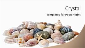  Presentation with sea shells - Presentation with snails river - sea shells with stones isolated background and a white colored foreground