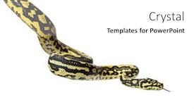  Presentation with tongue - Slides having snake-hanging-in-the-air background and a white colored foreground
