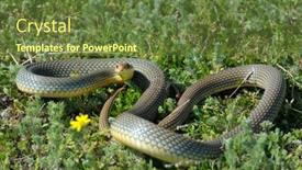  Presentation with natural - Beautiful presentation featuring snake-in-natural-habitat-dolichophis backdrop and a tawny brown colored foreground