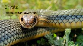  Presentation with natural disasters flood - Colorful PPT theme enhanced with snake-in-natural-habitat-dolichophis backdrop and a yellow colored foreground