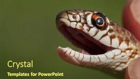  Presentation with juvenile - Presentation design featuring snake-in-natural-habitat-dolichophis background and a tawny brown colored foreground