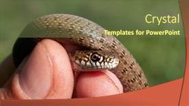  Presentation with juvenile - Amazing presentation theme having snake-in-natural-habitat-dolichophis backdrop and a tawny brown colored foreground
