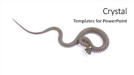  Presentation with history earth globe isolated white - PPT theme having snake isolated on white background background and a white colored foreground