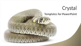  Presentation with background - Audience pleasing PPT theme consisting of snake isolated on white background backdrop and a white colored foreground