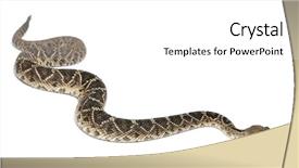  Presentation with eastern - Slides enhanced with snake poison - eastern diamondback rattlesnake - crotalus background and a white colored foreground