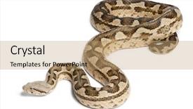  Presentation with white astronomy - Audience pleasing PPT layouts consisting of snake poison - moorish viper - macrovipera mauritanica backdrop and a coral colored foreground