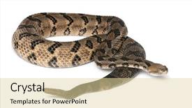  Presentation with timber harvest thanksgiving - Cool new PPT theme with snake poison - timber rattlesnake - crotalus horridus backdrop and a blonde colored foreground