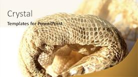  Presentation with education red - Slide deck consisting of snake-skin-shedded-snake-skin background and a lemonade colored foreground