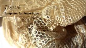  Presentation with education red - PPT theme featuring snake-skin-shedded-snake-skin background and a coral colored foreground