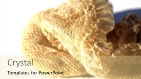  Presentation with education red - PPT layouts consisting of snake-skin-shedded-snake-skin background and a blonde colored foreground