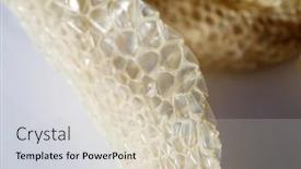  Presentation with education red - PPT layouts enhanced with snake-skin-shedded-snake-skin background and a soft green colored foreground