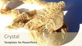  Presentation with education red - Slides having snake-skin-shedded-snake-skin background and a blonde colored foreground