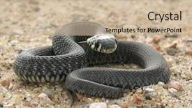  Presentation with reptile python snakeskin leather snake - Colorful presentation theme enhanced with snake backdrop and a  colored foreground