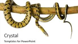  Presentation with white rat - Cool new PPT theme with snakehead - rat snake in front backdrop and a  colored foreground