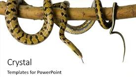  Presentation with white rat - Audience pleasing presentation theme consisting of snakehead - rat snake in front backdrop and a white colored foreground