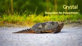  Presentation with turtle - Cool new presentation with snap - close encounter with an common backdrop and a tawny brown colored foreground