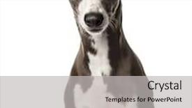  Presentation with dog - Beautiful slide set featuring snap-dog-sitting-isolated backdrop and a light gray colored foreground