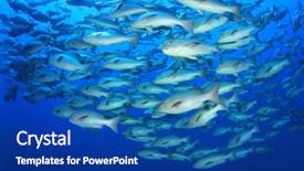  Presentation with breeding - Cool new PPT theme with snapper fish during breeding backdrop and a ocean colored foreground