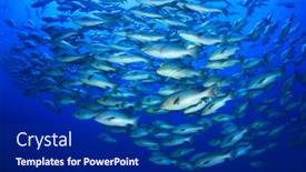  Presentation with fish ocean - Presentation theme consisting of snapper-fish-school-in-ocean background and a navy blue colored foreground